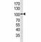 Leucine Rich Repeat Containing G Protein-Coupled Receptor 5 antibody, F48169-0.4ML, NSJ Bioreagents, Flow Cytometry image 