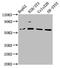 F-Box And WD Repeat Domain Containing 11 antibody, LS-C380208, Lifespan Biosciences, Western Blot image 