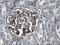 Tripartite Motif Containing 38 antibody, LS-C174625, Lifespan Biosciences, Immunohistochemistry paraffin image 