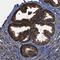 Farnesyltransferase, CAAX Box, Alpha antibody, NBP1-83428, Novus Biologicals, Immunohistochemistry paraffin image 