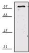 Exocyst Complex Component 4 antibody, LS-B2987, Lifespan Biosciences, Western Blot image 