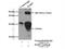 RAB37, Member RAS Oncogene Family antibody, 13051-1-AP, Proteintech Group, Immunoprecipitation image 