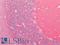 Neural Cell Adhesion Molecule 1 antibody, LS-A12377, Lifespan Biosciences, Immunohistochemistry paraffin image 