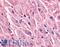 Adrenoceptor Beta 2 antibody, LS-A2663, Lifespan Biosciences, Immunohistochemistry paraffin image 