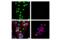 TEA Domain Transcription Factor 1 antibody, 12292S, Cell Signaling Technology, Immunocytochemistry image 