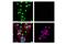 TEA Domain Transcription Factor 1 antibody, 12292S, Cell Signaling Technology, Immunocytochemistry image 