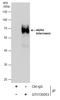 Internexin Neuronal Intermediate Filament Protein Alpha antibody, GTX130053, GeneTex, Immunoprecipitation image 