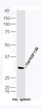 TNF Receptor Superfamily Member 13B antibody, GTX51554, GeneTex, Western Blot image 