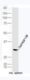 Tumor necrosis factor receptor superfamily member 13B antibody, GTX51554, GeneTex, Western Blot image 