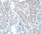 ATL1 antibody, PA5-50306, Invitrogen Antibodies, Immunohistochemistry frozen image 