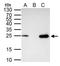 Transcription Factor A, Mitochondrial antibody, GTX103231, GeneTex, Immunoprecipitation image 