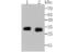 Chymase 1 antibody, NBP2-75441, Novus Biologicals, Western Blot image 