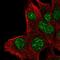 Phospholipase A1 Member A antibody, HPA059740, Atlas Antibodies, Immunofluorescence image 