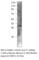 Guided Entry Of Tail-Anchored Proteins Factor 3, ATPase antibody, ASNA1-101AP, FabGennix, Western Blot image 