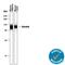 Decorin antibody, AF1060, R&D Systems, Western Blot image 