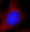 Activating Signal Cointegrator 1 Complex Subunit 2 antibody, FNab00628, FineTest, Immunofluorescence image 