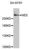 Nestin antibody, STJ29806, St John