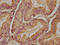 Phosphodiesterase 6H antibody, LS-C395579, Lifespan Biosciences, Immunohistochemistry paraffin image 