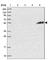 PiggyBac Transposable Element Derived 4 antibody, HPA040896, Atlas Antibodies, Western Blot image 