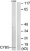 Cytochrome B5 Type A antibody, PA5-38934, Invitrogen Antibodies, Western Blot image 