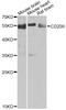 CD200 Molecule antibody, A6552, ABclonal Technology, Western Blot image 