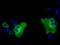 PAS Domain Containing Serine/Threonine Kinase antibody, LS-C114943, Lifespan Biosciences, Immunofluorescence image 