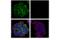 Ras Homolog Family Member B antibody, 63876S, Cell Signaling Technology, Immunocytochemistry image 