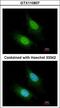 Zinc Finger CCCH-Type Containing 12A antibody, LS-C186179, Lifespan Biosciences, Immunocytochemistry image 