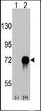 RAD51 Paralog B antibody, orb247710, Biorbyt, Western Blot image 