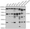 Serine/Threonine Kinase 3 antibody, GTX64607, GeneTex, Western Blot image 