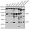 Serine/threonine-protein kinase 3 antibody, GTX64607, GeneTex, Western Blot image 