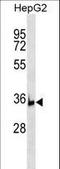 Biogenesis Of Ribosomes BRX1 antibody, LS-C159184, Lifespan Biosciences, Western Blot image 