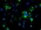 Noggin antibody, NBP1-47881, Novus Biologicals, Immunocytochemistry image 