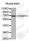 Poly(A) Binding Protein Cytoplasmic 1 antibody, A0516, ABclonal Technology, Western Blot image 