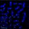 Centromere Protein A antibody, MA1-20832, Invitrogen Antibodies, Immunofluorescence image 