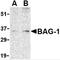 BCL2 Associated Athanogene 1 antibody, 3871, ProSci Inc, Western Blot image 