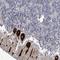 Alport Syndrome, Mental Retardation, Midface Hypoplasia And Elliptocytosis Chromosomal Region Gene 1 antibody, HPA051762, Atlas Antibodies, Immunohistochemistry paraffin image 
