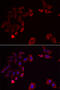 Src Kinase Associated Phosphoprotein 2 antibody, 22-220, ProSci, Immunofluorescence image 