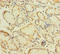 Zinc Finger Protein 26 antibody, A50612-100, Epigentek, Immunohistochemistry paraffin image 