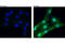Signal Transducer And Activator Of Transcription 6 antibody, 9361S, Cell Signaling Technology, Immunofluorescence image 
