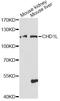 ALC1 antibody, LS-C749271, Lifespan Biosciences, Western Blot image 