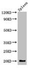 Guided Entry Of Tail-Anchored Proteins Factor 1 antibody, orb44448, Biorbyt, Western Blot image 