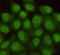 RAD23 Homolog B, Nucleotide Excision Repair Protein antibody, M02174, Boster Biological Technology, Immunocytochemistry image 