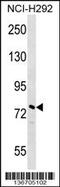 Nucleolar And Coiled-Body Phosphoprotein 1 antibody, 58-855, ProSci, Western Blot image 