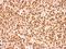 Apurinic/Apyrimidinic Endodeoxyribonuclease 1 antibody, LS-C185333, Lifespan Biosciences, Immunohistochemistry paraffin image 