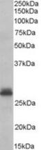Tafazzin antibody, MBS420608, MyBioSource, Western Blot image 
