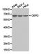 Glucose-6-Phosphate Dehydrogenase antibody, LS-C192780, Lifespan Biosciences, Western Blot image 