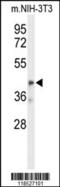 Olfactomedin Like 3 antibody, 63-945, ProSci, Western Blot image 