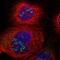 Syndecan 3 antibody, NBP1-82522, Novus Biologicals, Immunofluorescence image 