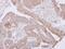 LanC Like 1 antibody, PA5-31080, Invitrogen Antibodies, Immunohistochemistry paraffin image 